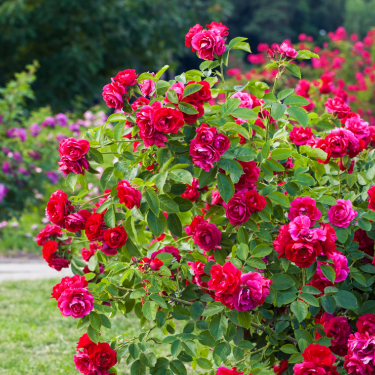 Roser på stamme - det skal du vide!